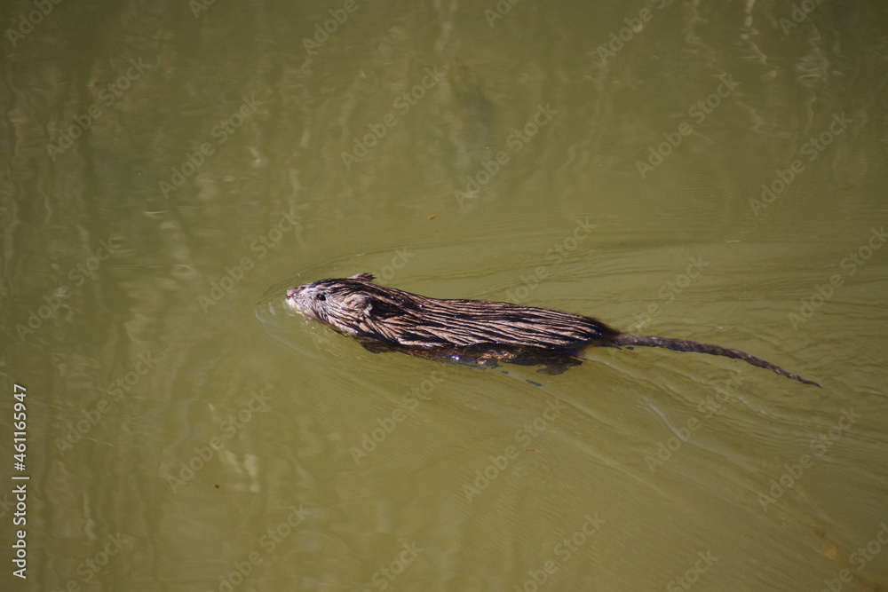 A muskrat swimming in a pond A muskrat swimming in a pond