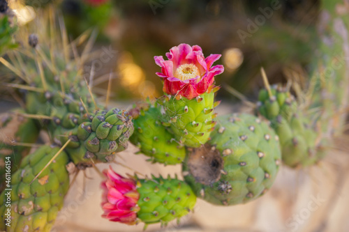 pink green cactus flower