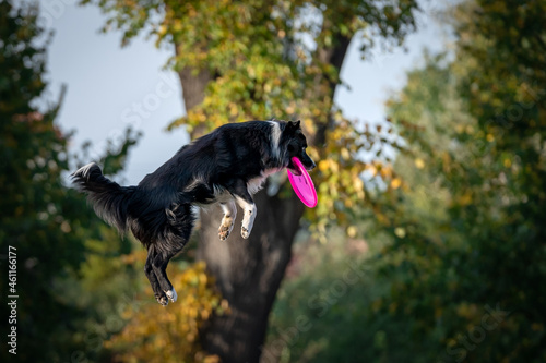 Skaczący pies łapie freezbee