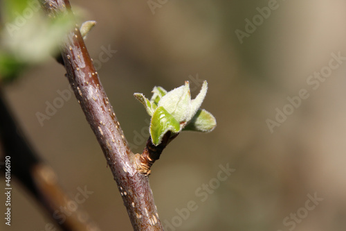A bud on a tree branch