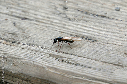 A flying ant
