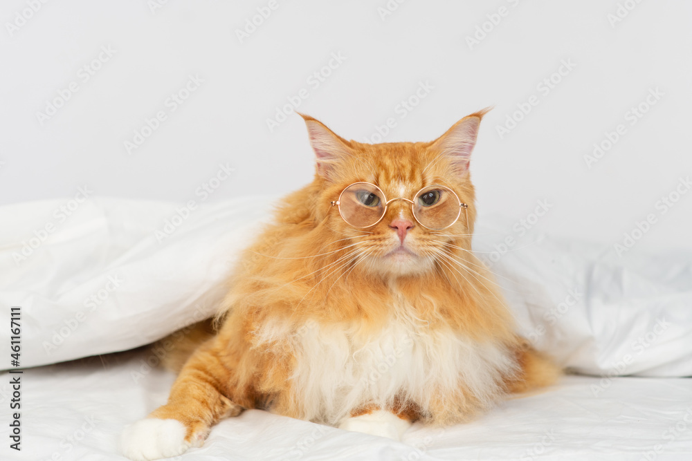 Red Maine Coon cat lying under a white blanket on the bed and squinting slightly through the glasses on its nose