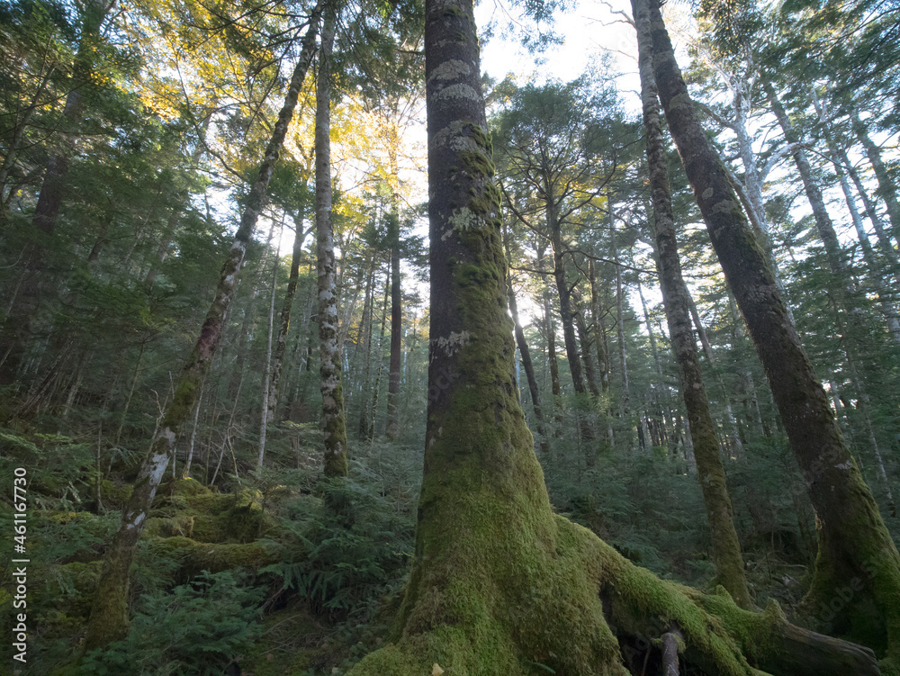 Fototapeta premium 長野・秋の白駒の森（白駒の池までの道）