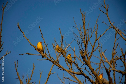 Saffron Finches in tree and blue sky at the back photo