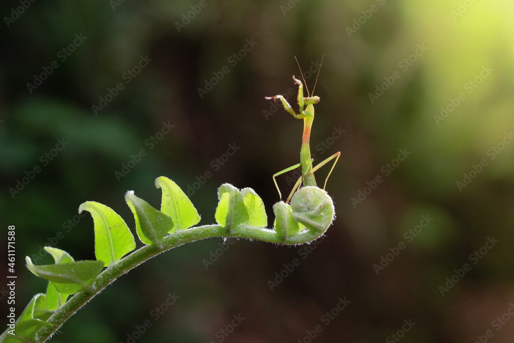 Mantis on a plant