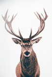 Deer portrait, colse-up.