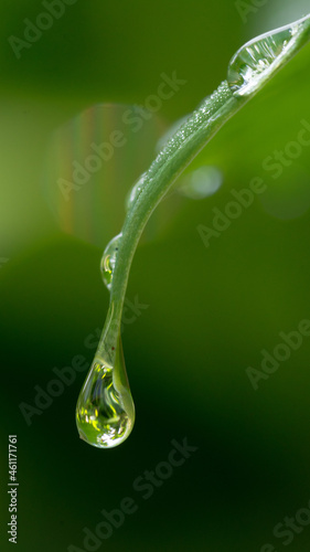 water drops on green leaf