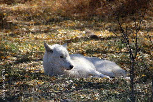 White Wolf, Yamnuska Wolfdog Sanctuary, Cochrane, Alberta