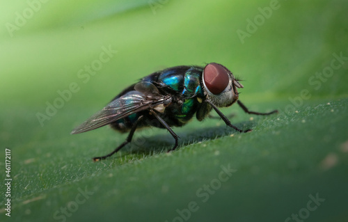 fly on leaf © Maizal