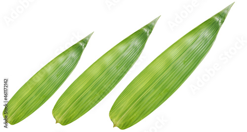 light green bamboo leaves isolated on white background