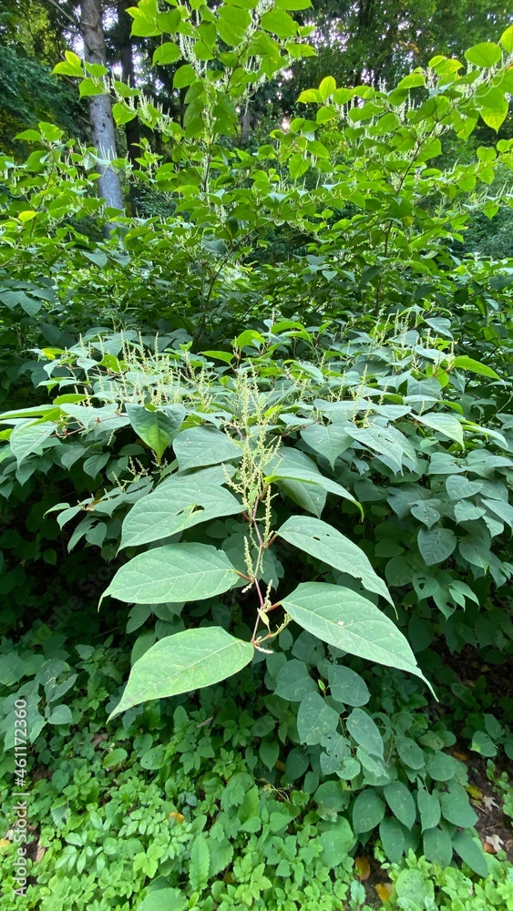 Obraz premium flowering Reynoutria japonica - a species of the family Of the chardestidae