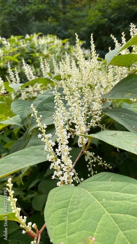 flowering Reynoutria japonica - a species of the family Of the chardestidae
