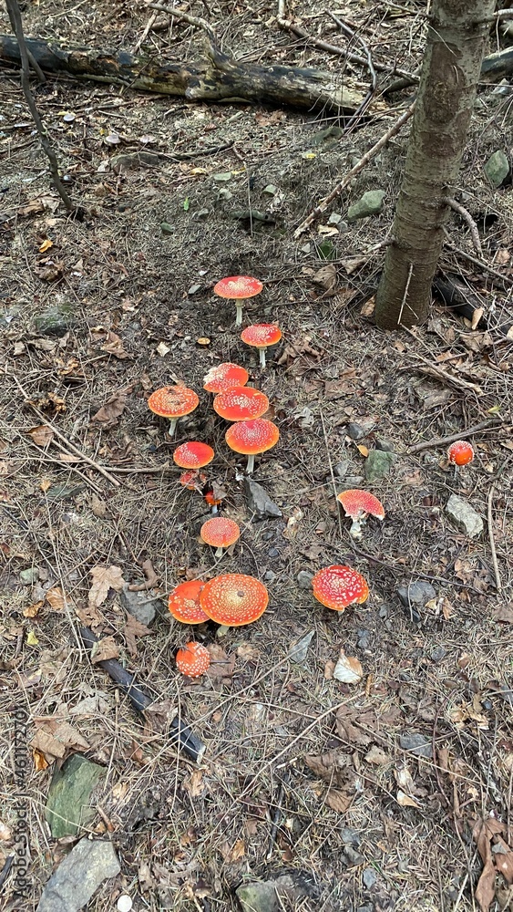 Amanita muscaria commonly nnane as a toadstool or muscariawindow Amanita Amanita muscaria commonly nnane as a toadstool or muscariawindow Amanita