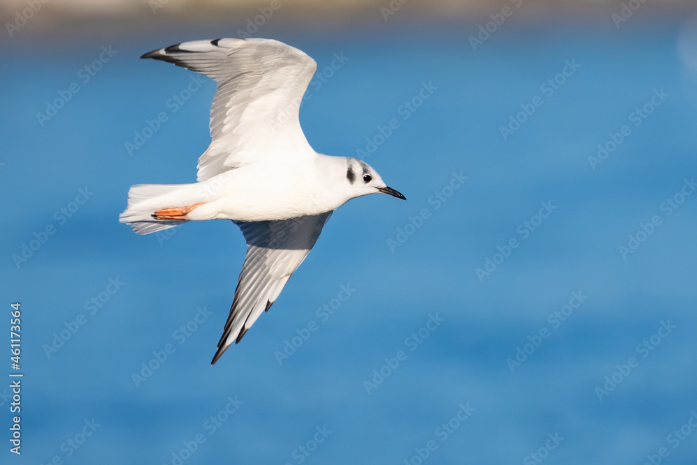 Bonaparte's Gull in Graceful Flight Bonaparte's Gull in Graceful Flight