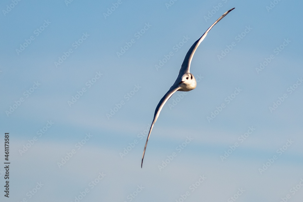 Bonaparte's Gull in Graceful Flight Bonaparte's Gull in Graceful Flight