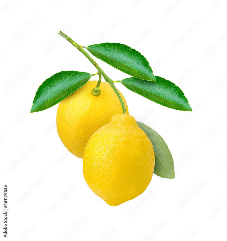 lemon branch on white