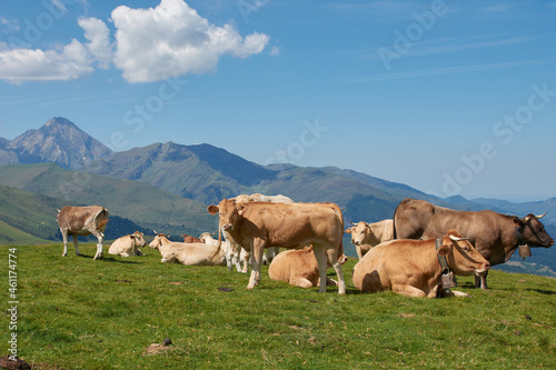 vaches en pâturage plo del naou