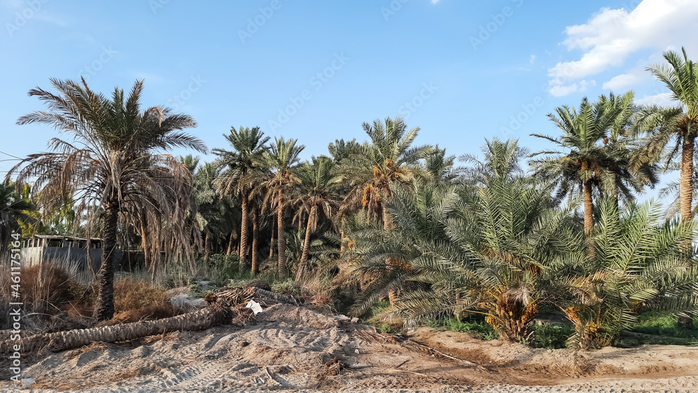 palm tree in the desert beautiful cloudy sky background. 