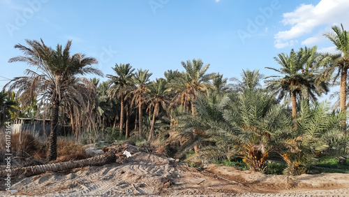 palm tree in the desert beautiful cloudy sky background. 