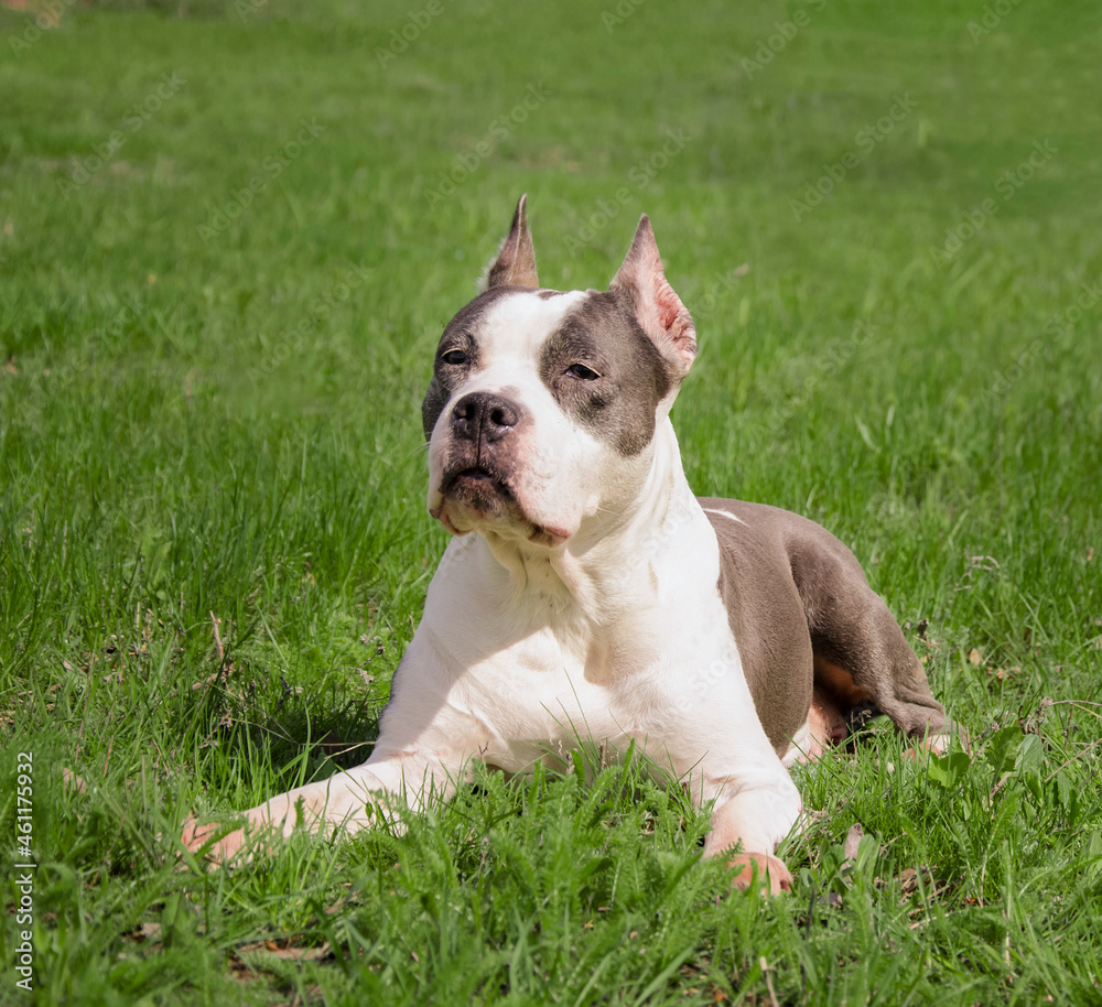 The dog lies in a green meadow