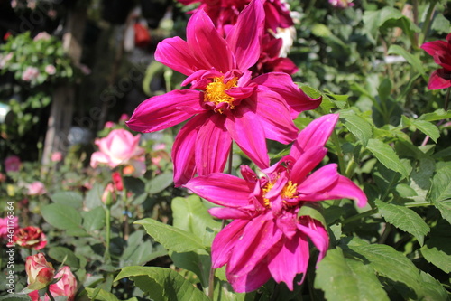 pink and purple flowers