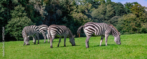 Four zebras  on the grass in summer