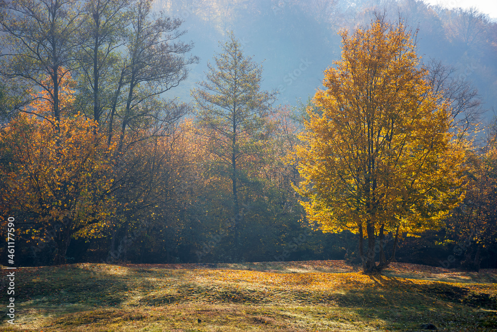 Fototapeta premium tree in golden fall foliage on the meadow. beautiful nature scenenry in morning light
