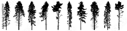 Silhouette of tall forest trees, set of beautiful spruce trees and pines. Vector illustration.