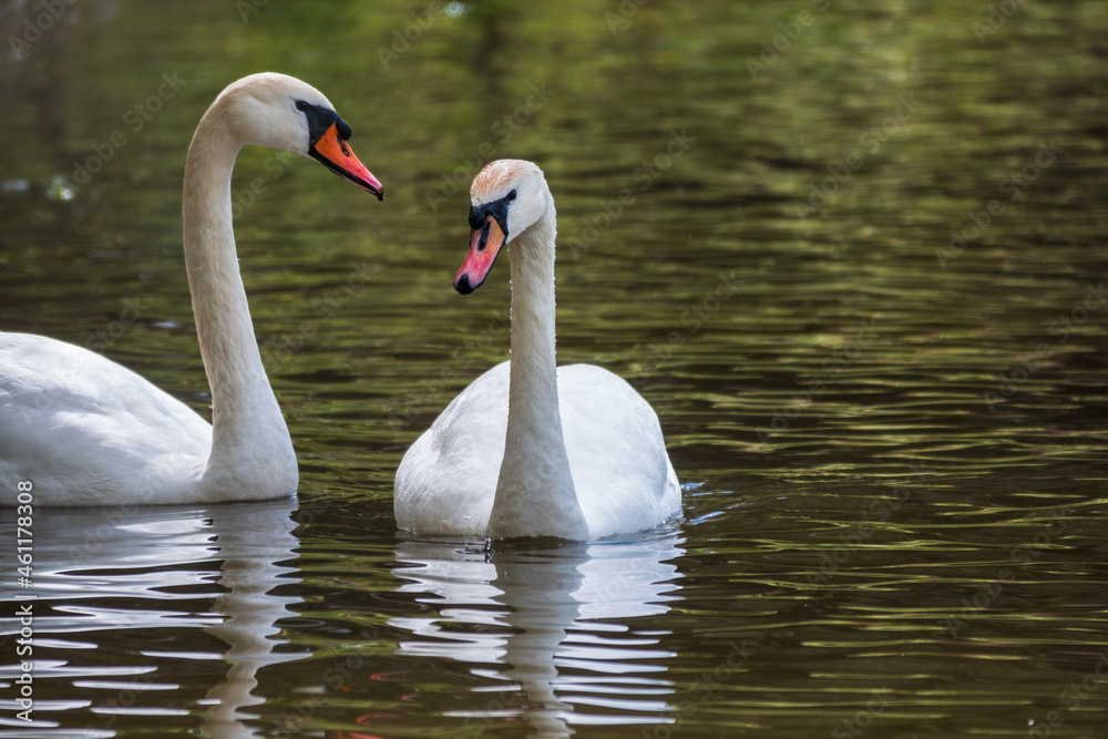Two graceful white swans swim in the dark water. Two graceful white swans swim in the dark water.