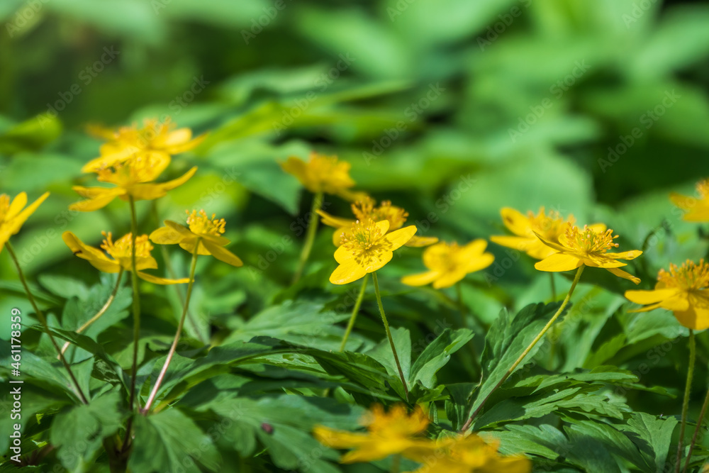 Spring yellow flowers - anemone ranunculoides, the yellow anemone, yellow wood anemone or buttercup anemone Spring yellow flowers - anemone ranunculoides, the yellow anemone, yellow wood anemone or buttercup anemone