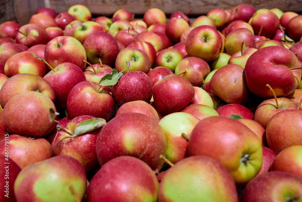Lots of red apples. Full frame shot of red apples. Fresh red apples from the market. Lots of red apples. Full frame shot of red apples. Fresh red apples from the market.