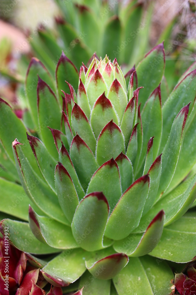 Sempervivum tectorum rojnik murowy Sempervivum tectorum rojnik murowy