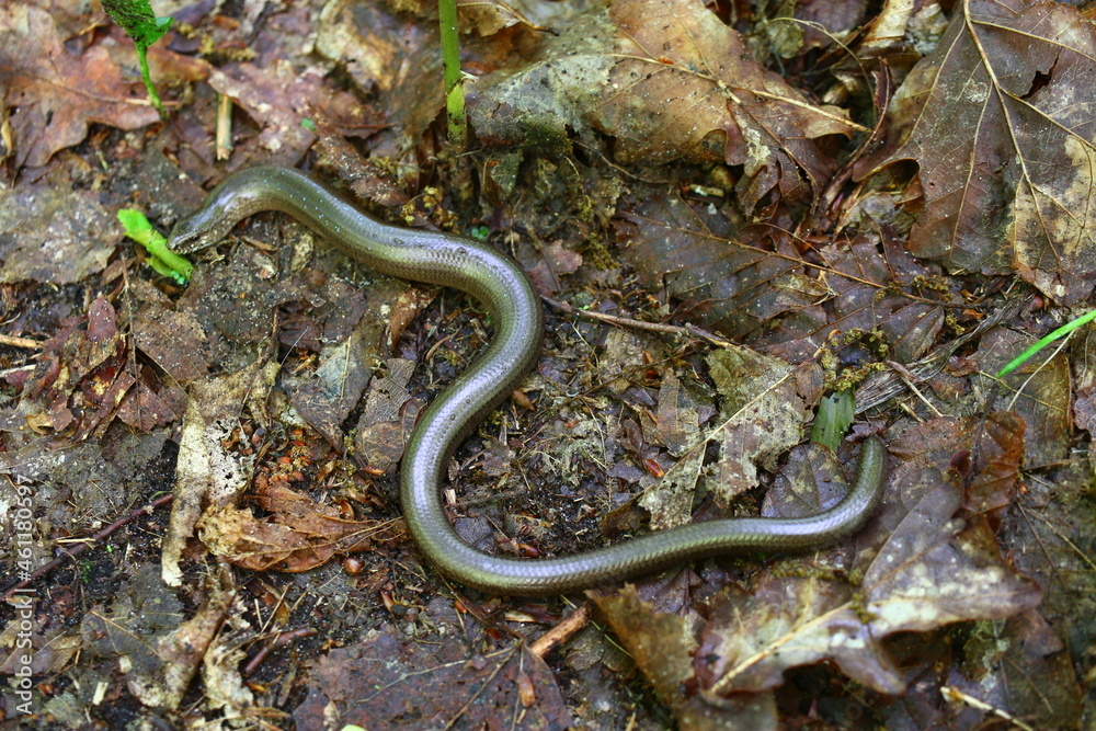 Padalec zwyczajny Anguis fragilis Padalec zwyczajny Anguis fragilis