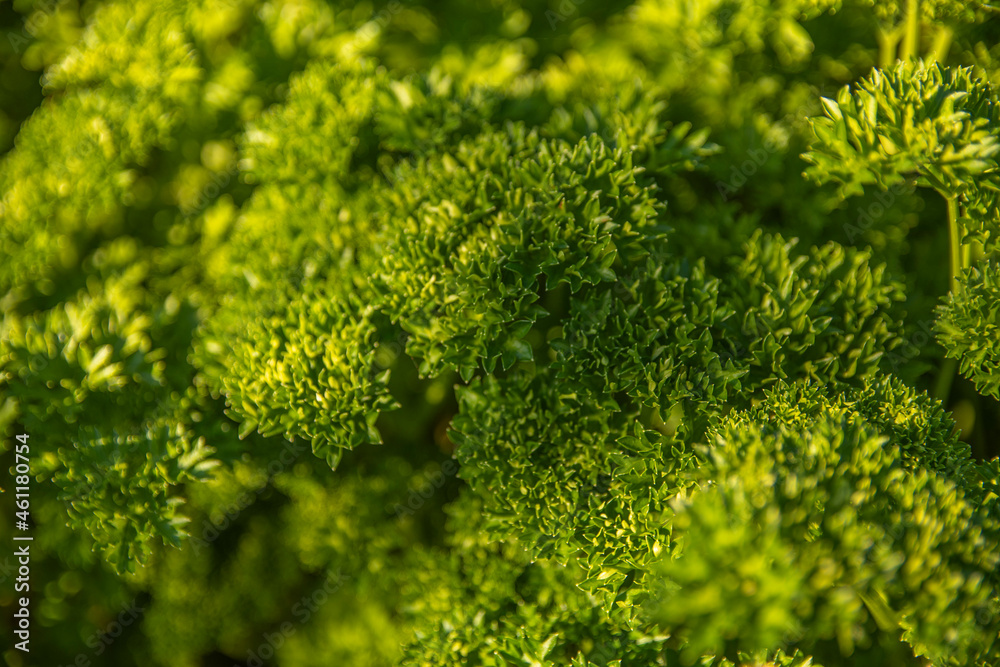 Background with curly parsley leaves in the garden