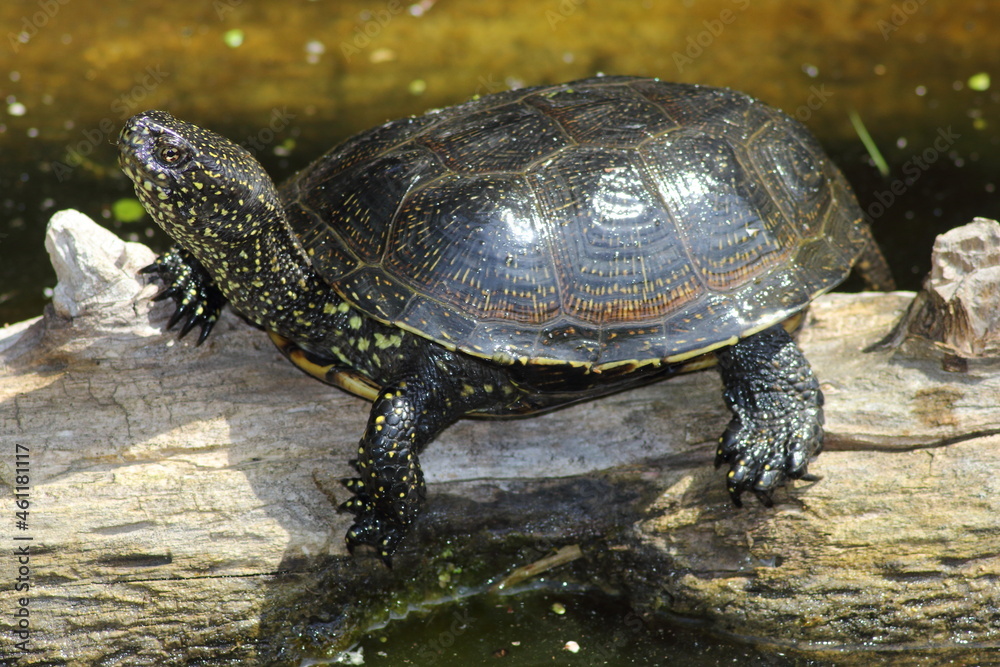 European pond turtle (Emys orbicularis) in natural habitat European pond turtle (Emys orbicularis) in natural habitat