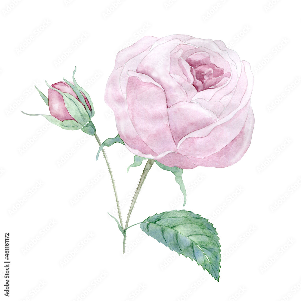 Fototapeta premium Watercolor vintage rose