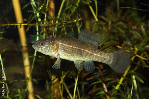 Obraz na plátně European mudminnow (Umbra krameri) in natural habitat