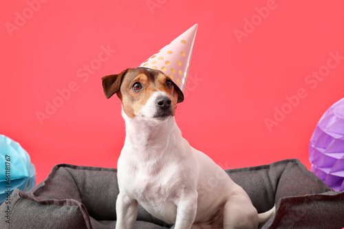 Adorable dog in party hat on color background © Pixel-Shot