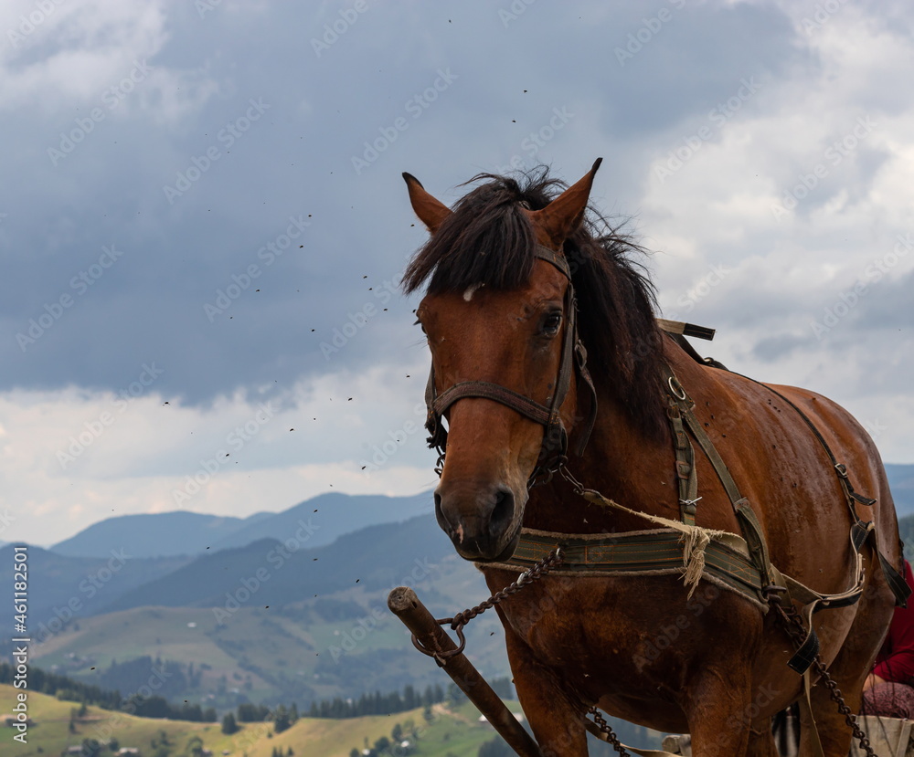horse carriage in the Carpathian mountains. Ukraine horse carriage in the Carpathian mountains. Ukraine