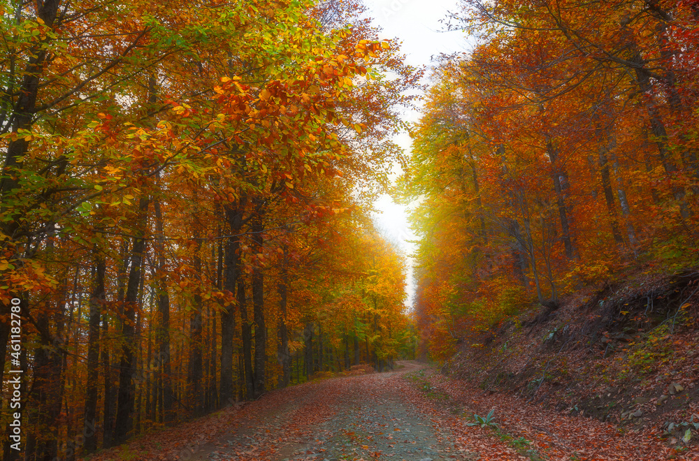 Image of trees in autumn. Turkey.
