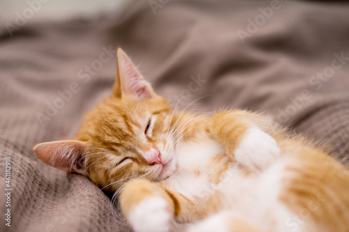 Cute ginger cat lying in bed. Fluffy pet is gazing curiously. Stray kitten sleep on bed