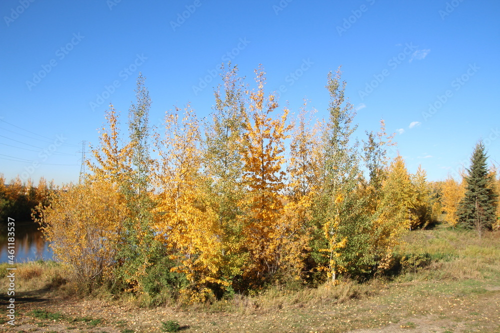 Octobers Trees, Pylypow Wetlands, Edmonton, Alberta Octobers Trees, Pylypow Wetlands, Edmonton, Alberta
