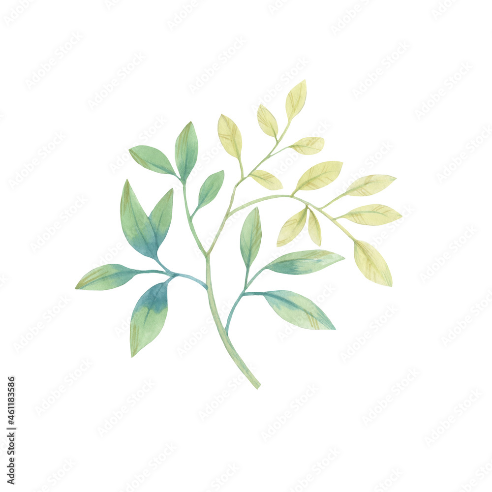 Watercolor illustration of a branch with leaves isolated on a white background. leaves on a branch painted by watercolor. Green leaves