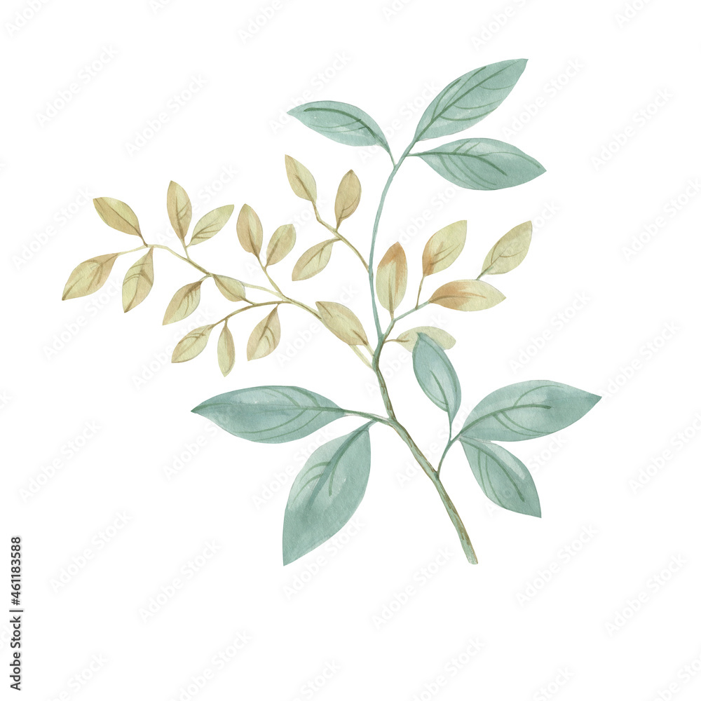 Watercolor illustration of a branch with leaves isolated on a white background. leaves on a branch painted by watercolor. Green leaves