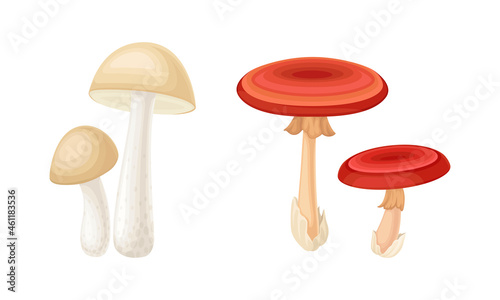 Ediblea and poisonous mushrooms species set vector illustration on white background