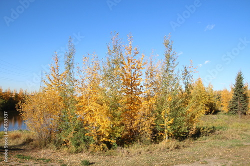Octobers Trees, Pylypow Wetlands, Edmonton, Alberta