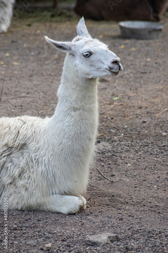 white alpaca with open mouth. close-up of a llama in his paddock on a farm © Oleh Marchak