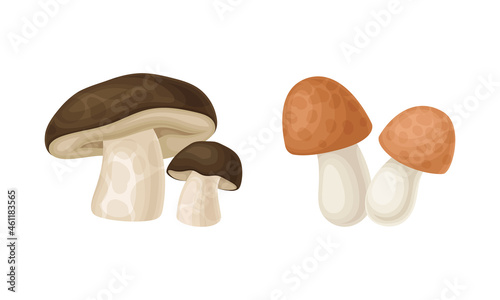 Edible mushrooms species set. Cep and boletus mushroom vector illustration