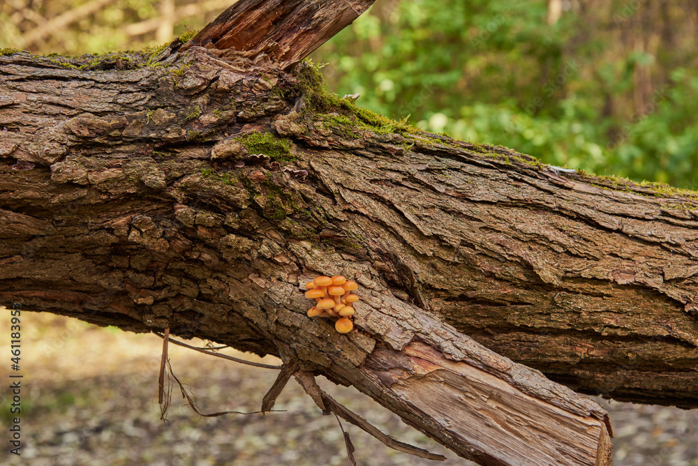 Bright orange mushrooms on a broken tree trunk. Bright orange mushrooms on a broken tree trunk.