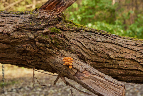 Bright orange mushrooms on a broken tree trunk.